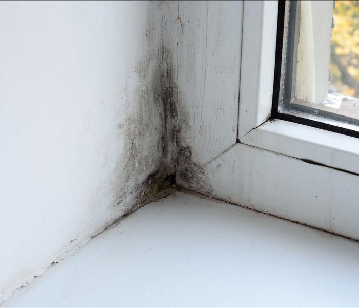 Mold near window in a house