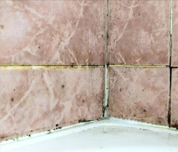 Black mold growing on shower grouted joints tile in bathroom wall corner