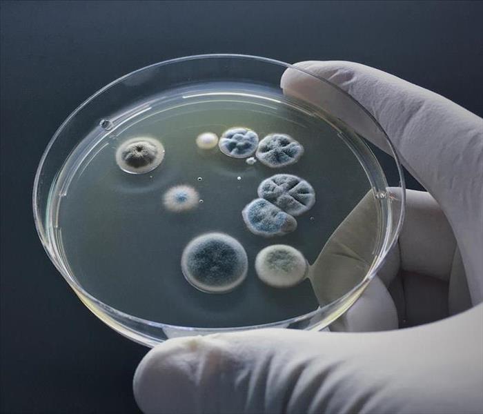 Scientist shows molds in agar culture.